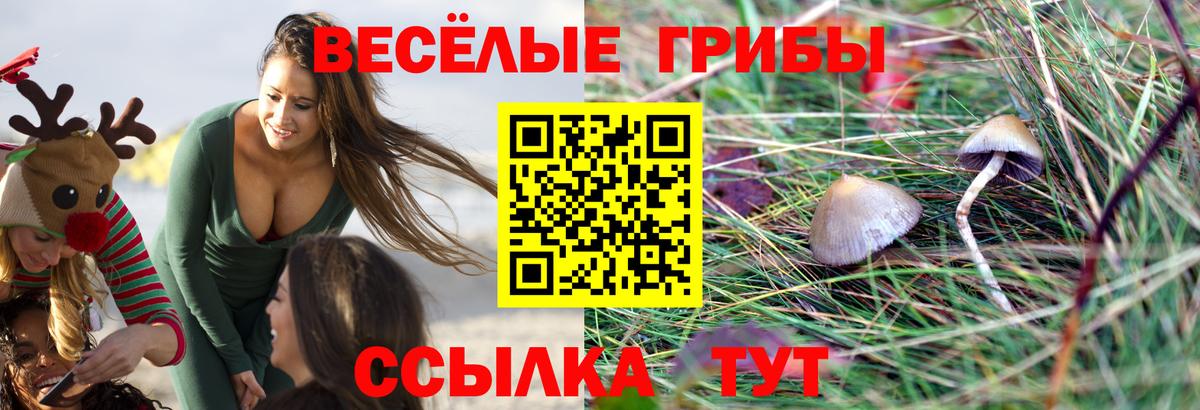 купить наркотики сайты  Галлюциногенные грибы MAGIC MUSHROOMS  Вход с VPN  Шахты  Псилоцибиновые грибы Psilocybe 